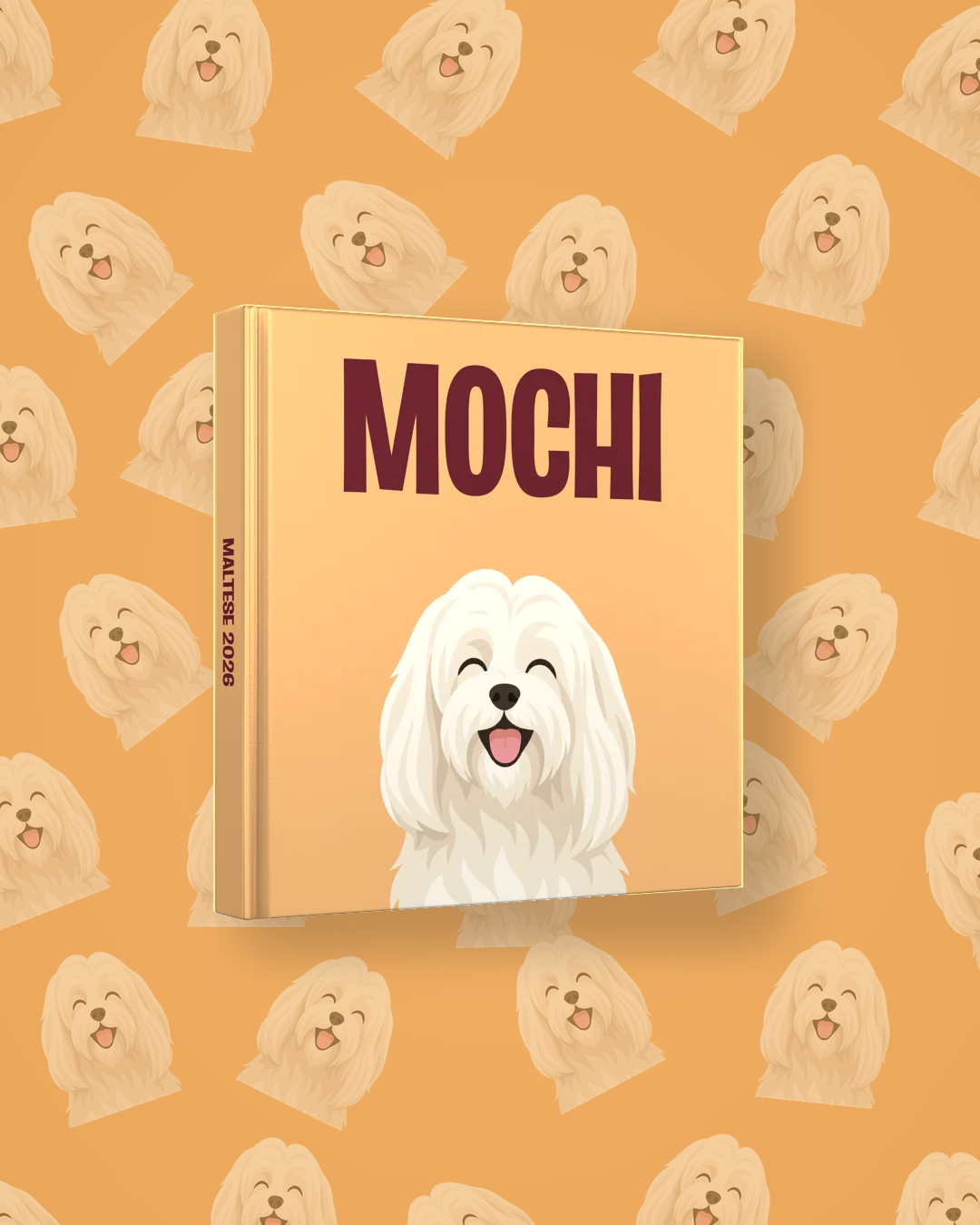 Bichon maltais — image 4