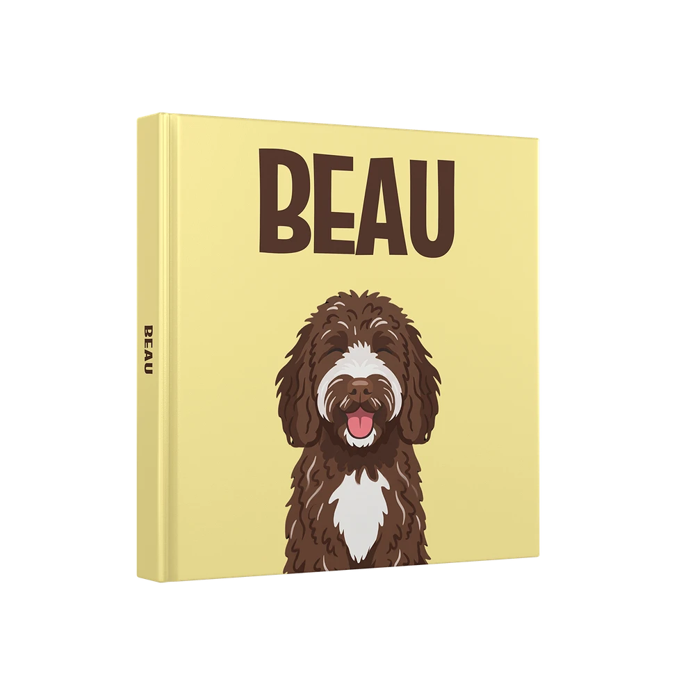 Labradoodle Chocolat